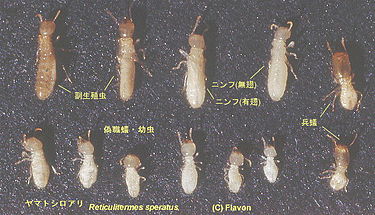 ヤマトシロアリの画像（wikipediaより引用）