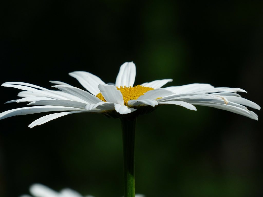 防虫菊のイメージ画像