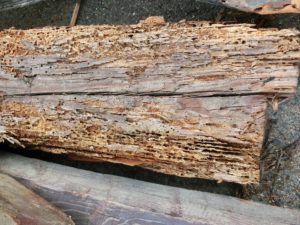 シロアリによる木材への被害事例